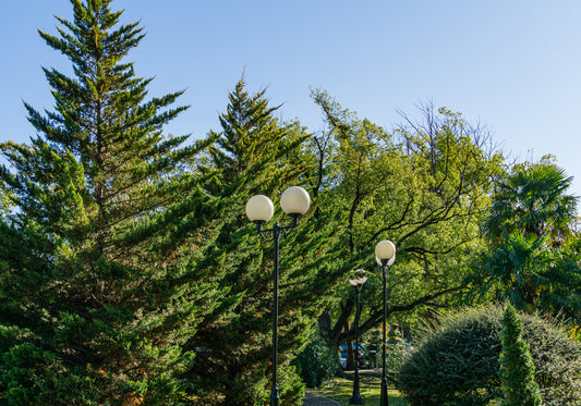 LeyLand Cypress