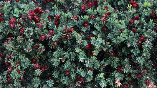 Little John Dwarf Bottlebrush