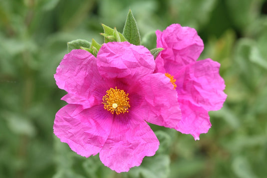 Magenta Rockrose