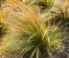 Mexican Feather Grass