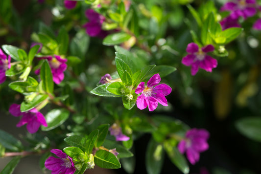 Mexican Heather