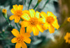 Mexican Marigold