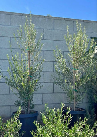 Evergreen Trees