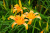 Orange Shade Daylily