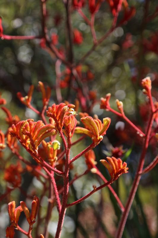 Orange Kangaroo Paw