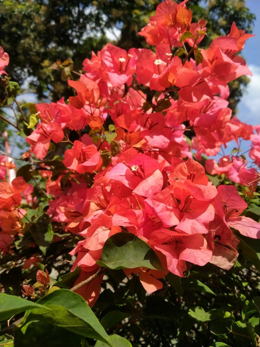 Orange Shade Bougainvillea