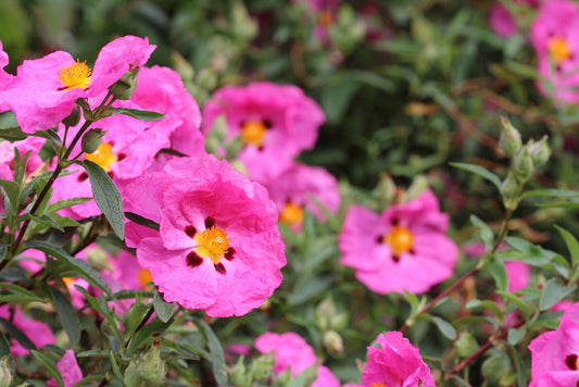 Orchid Rockrose