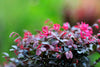 Pink Chinese Fringe Flower