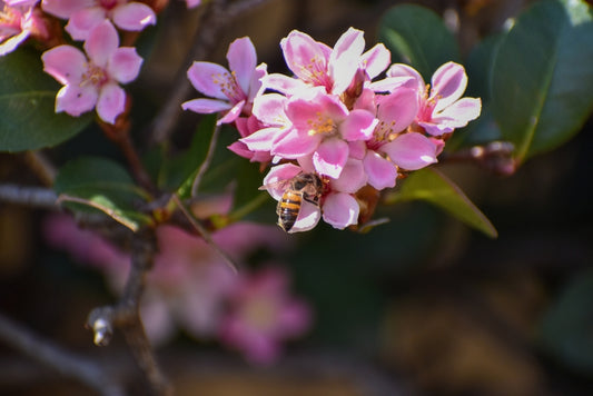 Pink Lady Indian Hawthorn