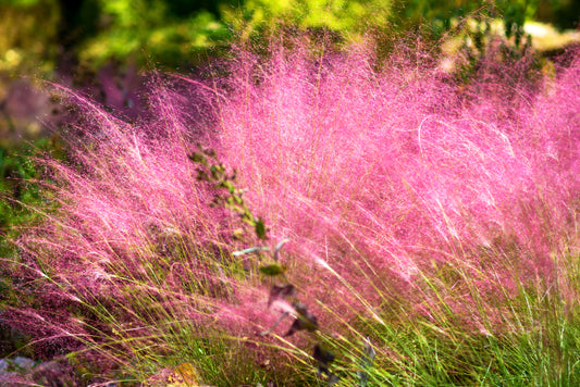 Pink Muhly