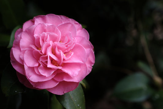 Pink Shade Spellbound Camellia