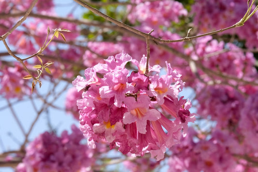 Pink Trumpet Tree