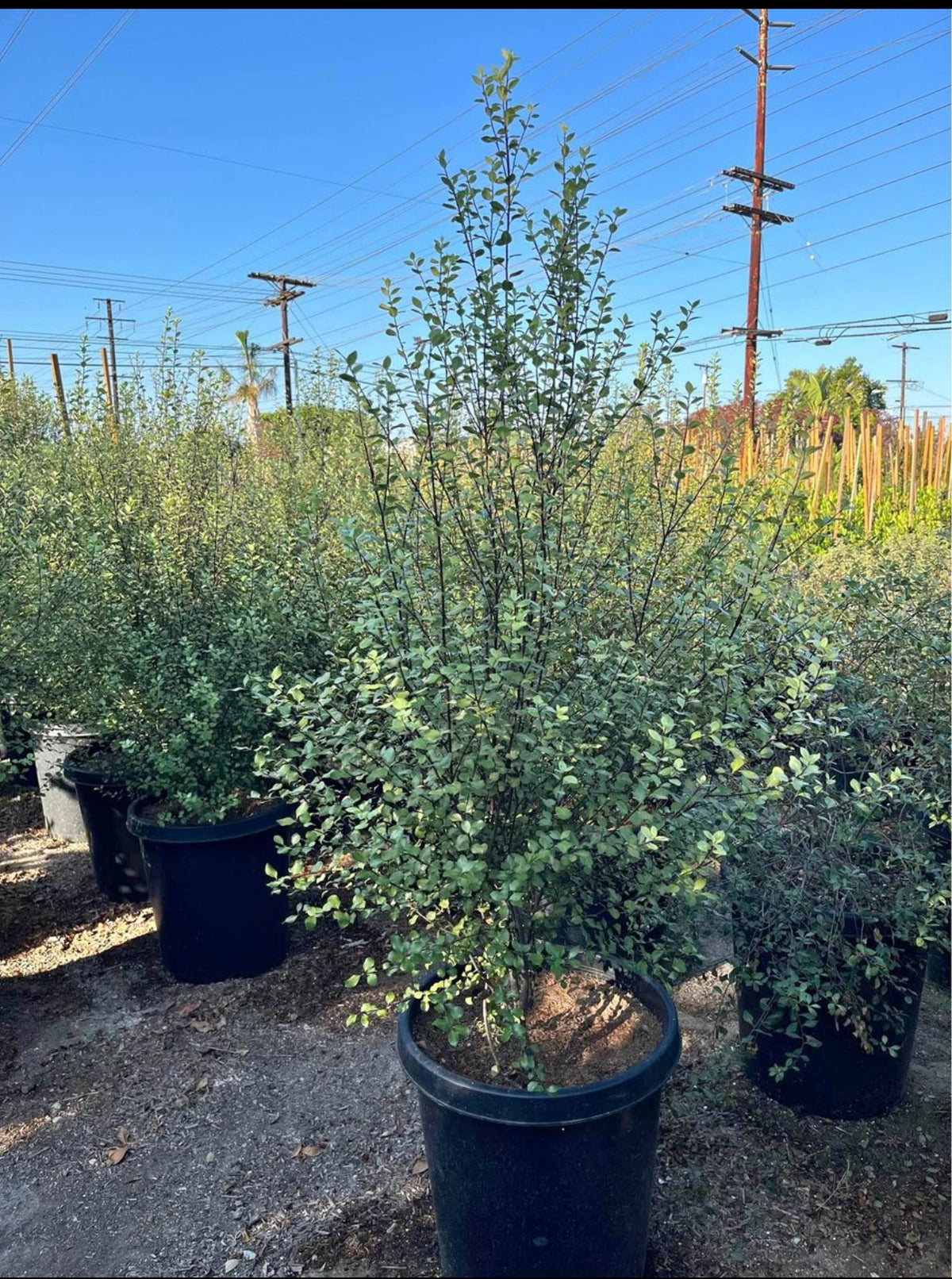 Pittosporum Tenuifolium