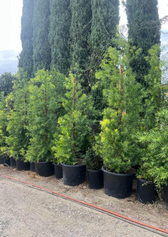 Shrubs/Hedge