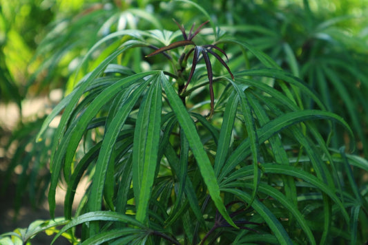 Podocarpus Henklii