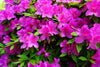 Purple Formosa Azalea