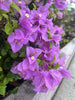 Purple Bougainvillea