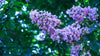 Purple Crape Myrtle