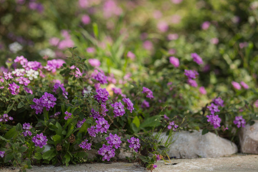 Purple Trailing Lantana