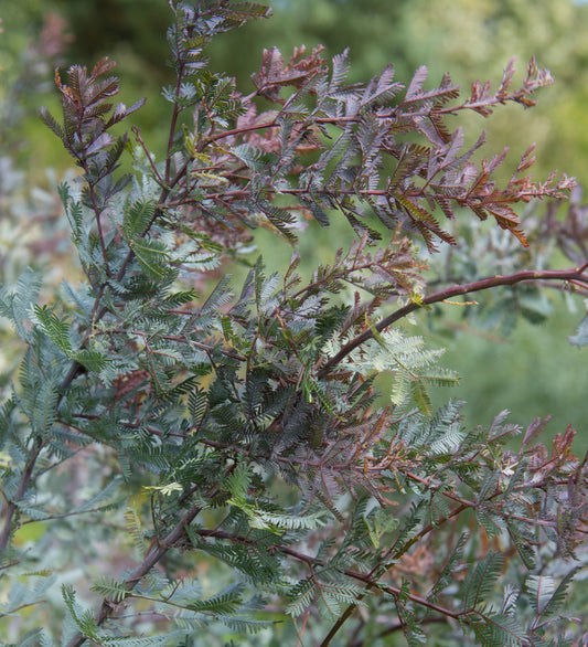 Purple Leaf Acacia