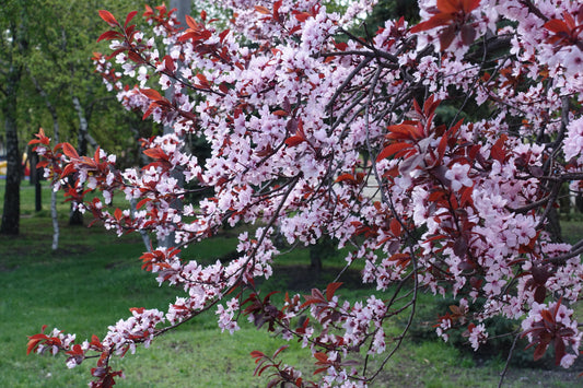 Purple Leaf Flowering Plum