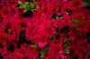 Red Bird Azalea