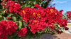 Red Crape Myrtle