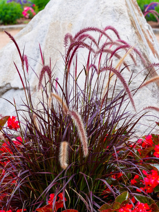 Red Fountain Grass