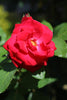 Red Iceberg Rose