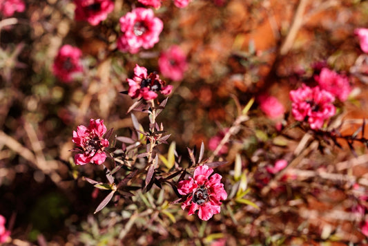 Red New Zealand Tea Tree