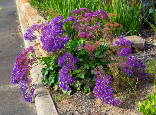 Sea Lavander