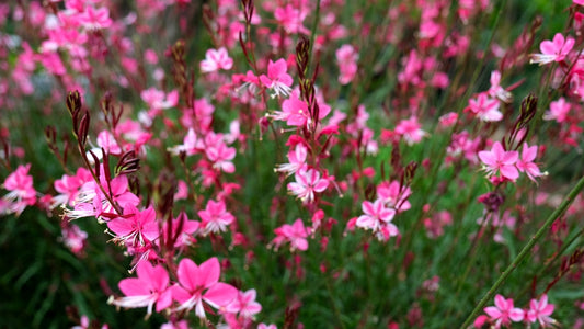 Siskiyou Pink Guara