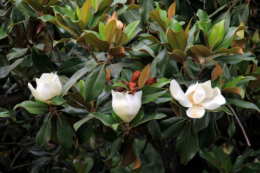 Southern Magnolia