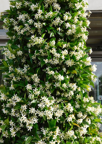 Climbers & Trellises