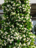 Star Jasmine