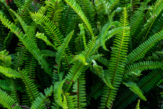 Sword Fern