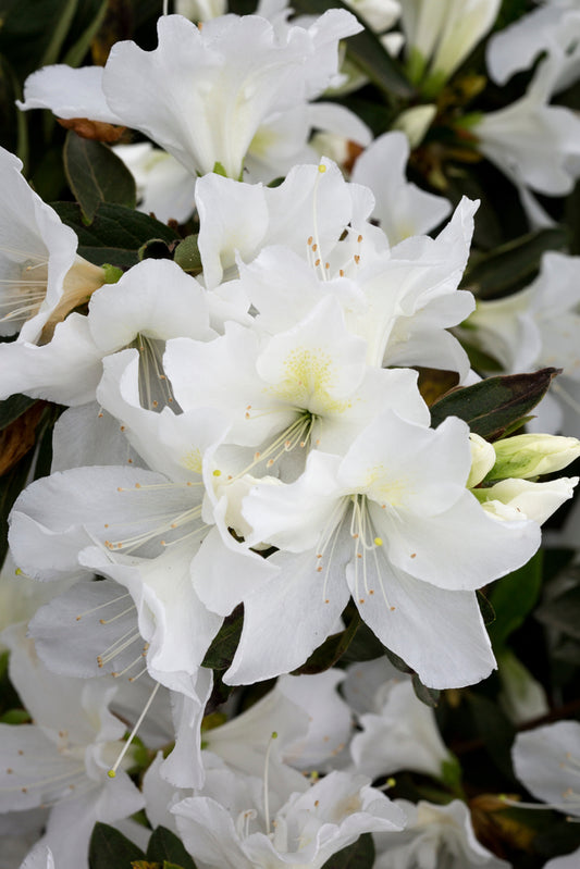 White Azalea