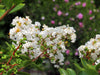 White Crape Myrtle