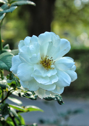Cottage Garden