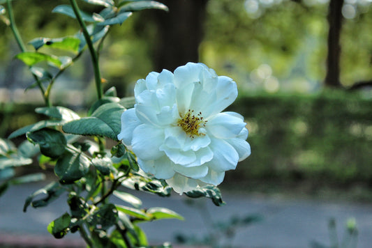 White Iceberg Shrub Rose