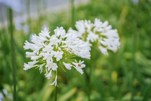 White Lily of the Nile