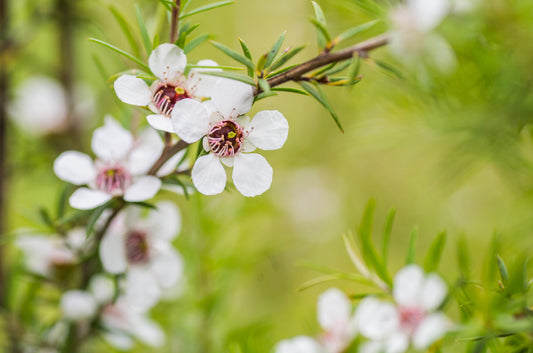 White New Zealand Tea Tree