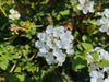 White Trailing Lantana