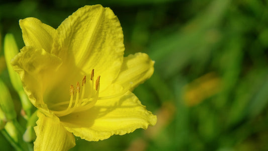 Yellow Daylily