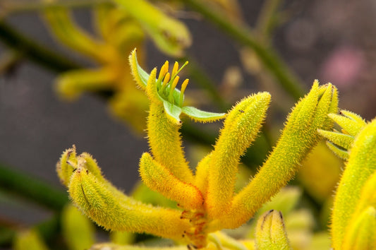 Yellow Kangaroo Paw