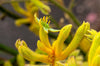 Yellow Kangaroo Paw