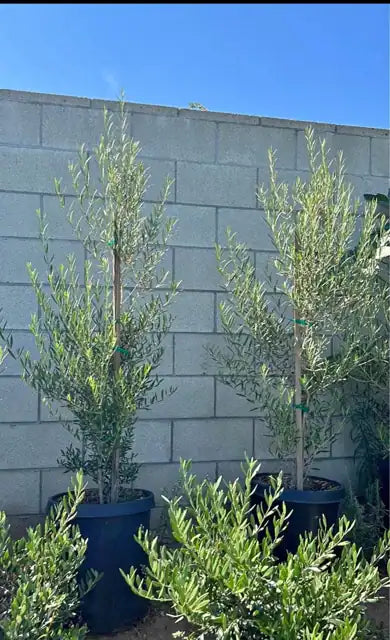 Grasses, Ferns & Groundcovers