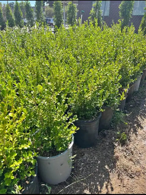Evergreen Trees