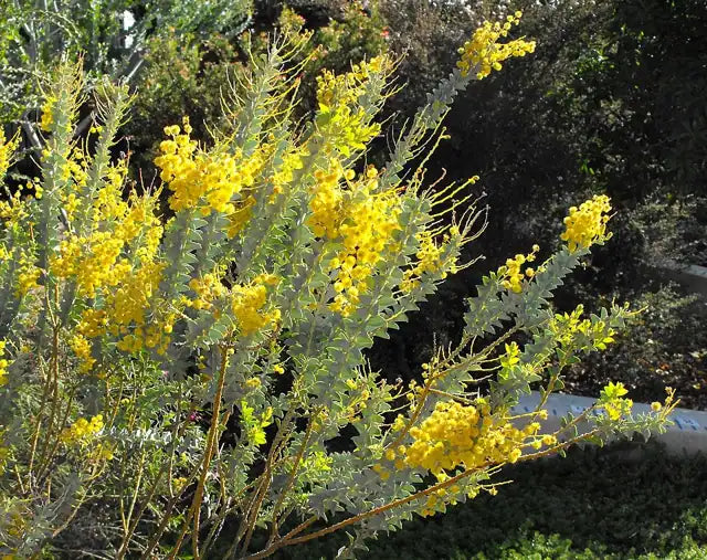 Knife-leaf Acacia