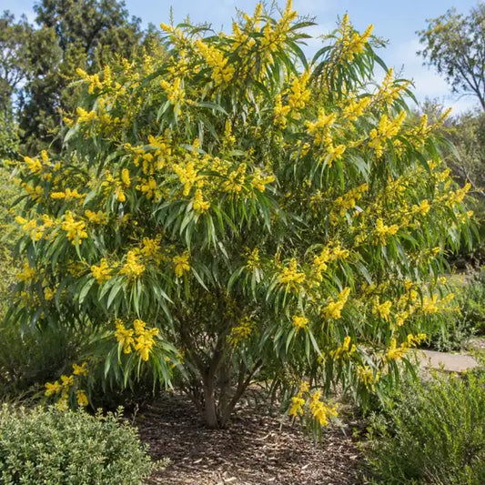 Golden Wattle â€” AI reference illustration; actual stock varies